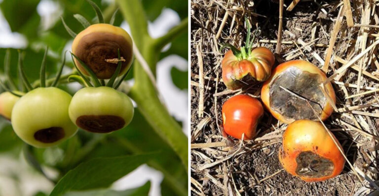 What It Means When Your Georgia Tomatoes Rot On The Bottom In August