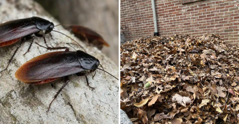 Smokybrown Roaches Love This Part Of Georgia Yards And Most Homeowners Overlook It