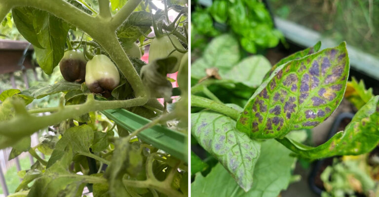 How To Save Rotting North Carolina Tomatoes When The Summer Rain Just Won’t Stop