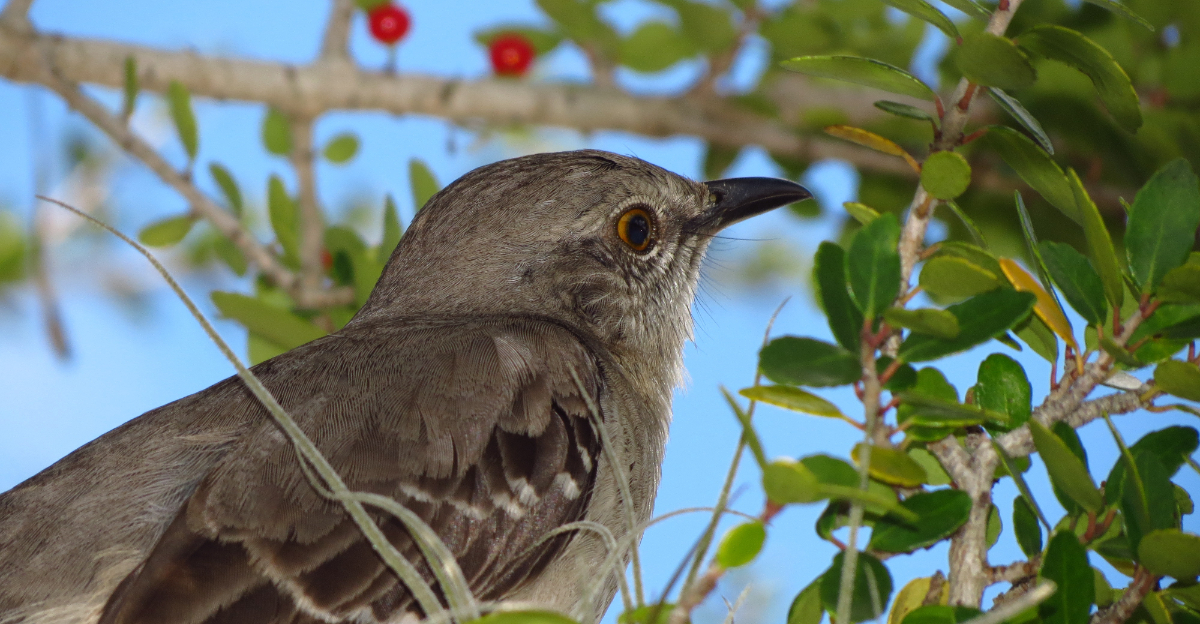 mockingbird