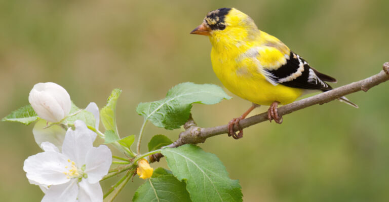 Why Are Goldfinches Flocking To Georgia Yards In Late Summer?