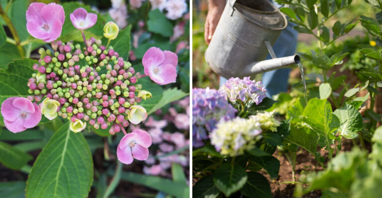 Why Your Hydrangea Has Tiny Blooms And What To Do About It