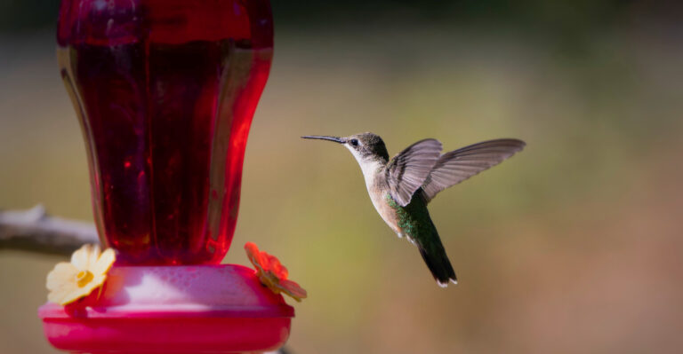 The Oregon Bird Feeder Mistake That Can Hurt Hummingbirds During August Heat