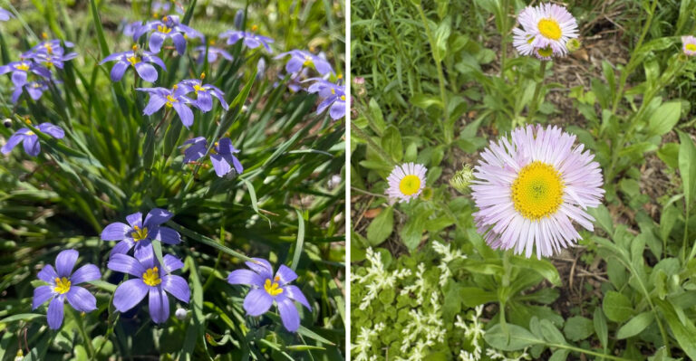7 Shallow-Rooted Native North Carolina Plants That Make Septic Drain Fields Look Intentional