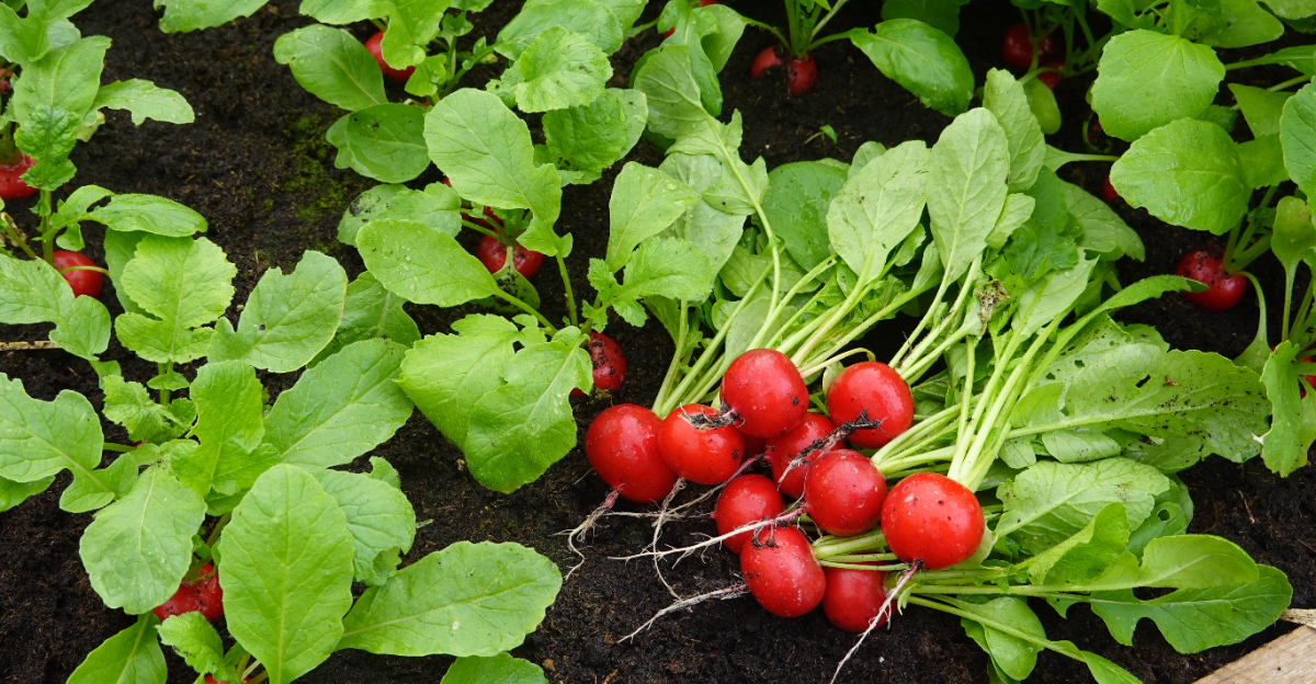 radishes