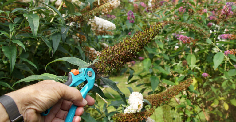 pruning butterfly bush