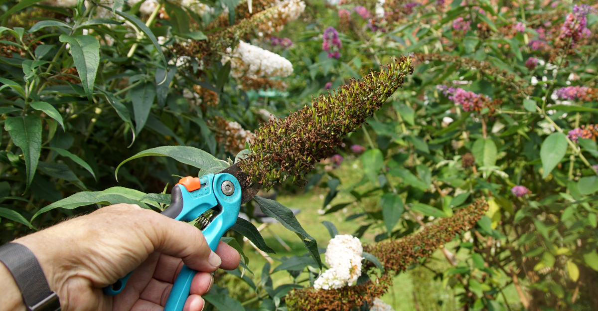 pruning butterfly bush