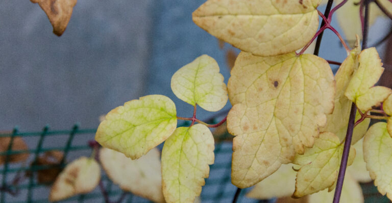 What Yellow Leaves On Oregon Clematis Usually Mean By Late Summer