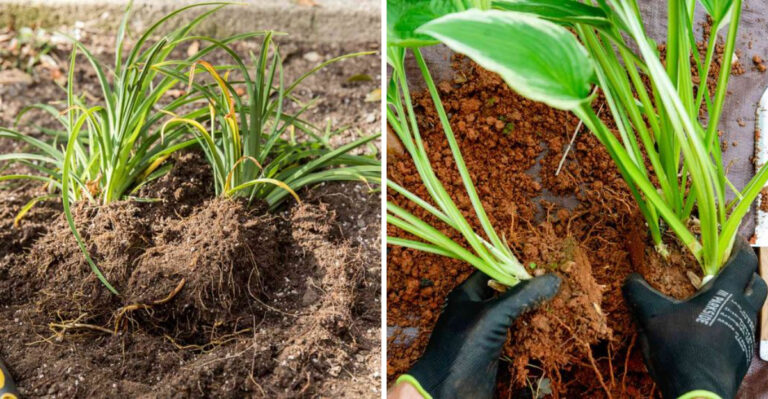 dividing daylily and hosta