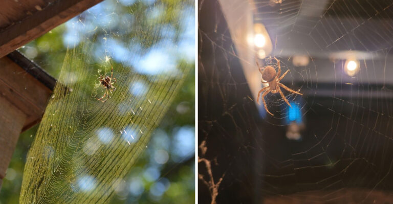 What It Really Means When Spiders Take Over Your Texas Porch This Summer