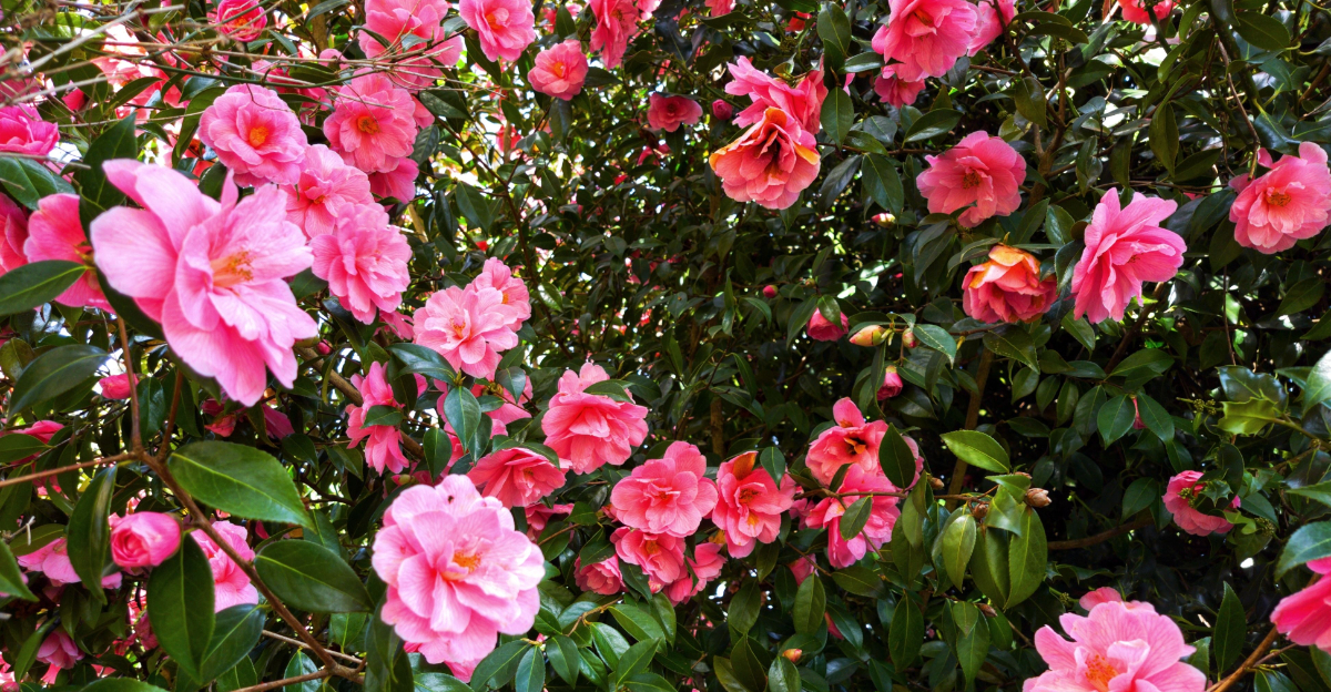 Camellias (featured image)
