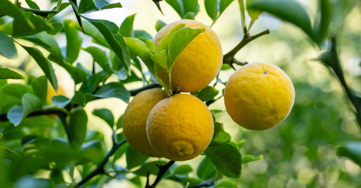 Lemon tree (featured image)