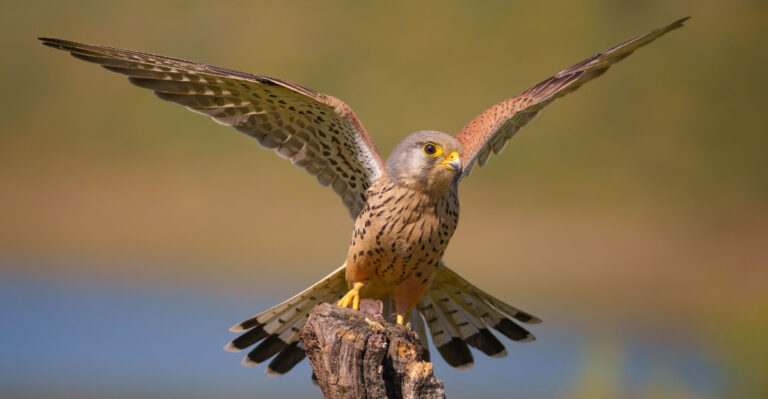 Kestrels (featured image)