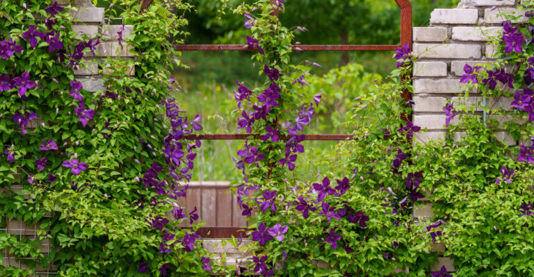 purple clematis