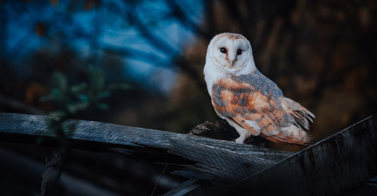 What It Means When California Owls Start Appearing Near Your Home