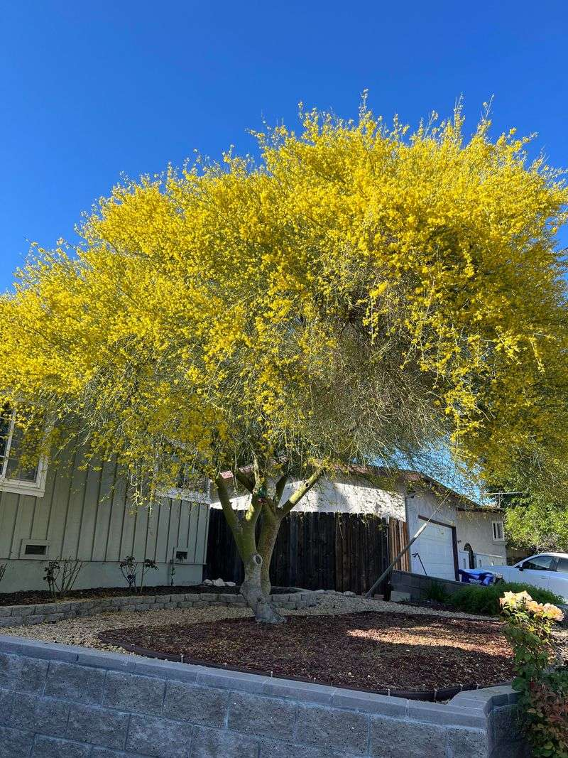 Why Palo Verde Trees Are Becoming A Favorite Small Shade Tree In Arizona