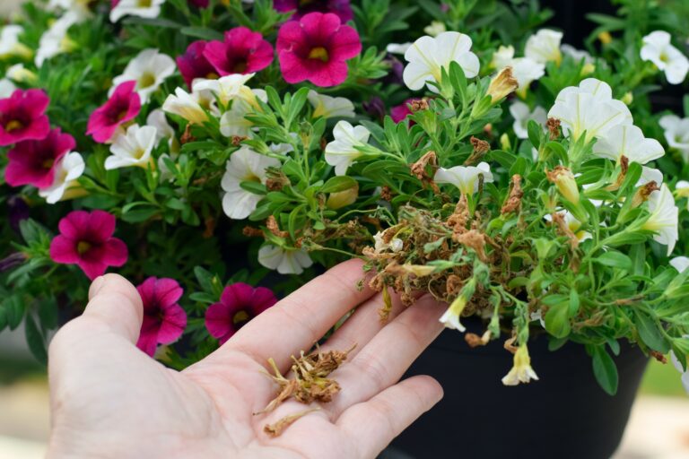The Watering Mistakes Ruining Oregon Petunias Before Summer Is Even Over