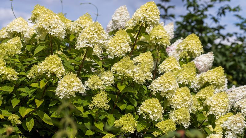 1. Prune These Panicle Hydrangeas For Better Shape