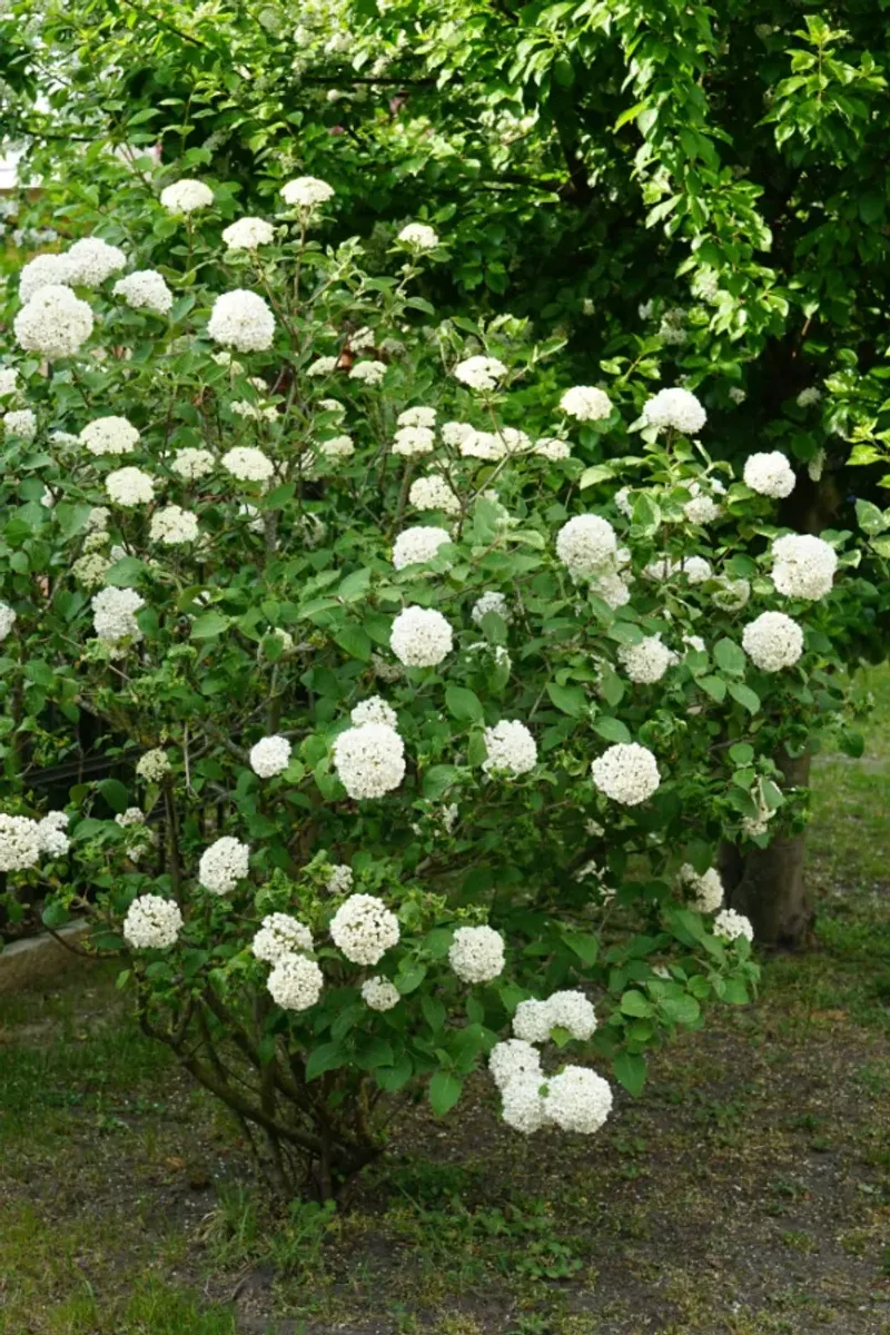 10. Hold Off On Viburnum Cuts