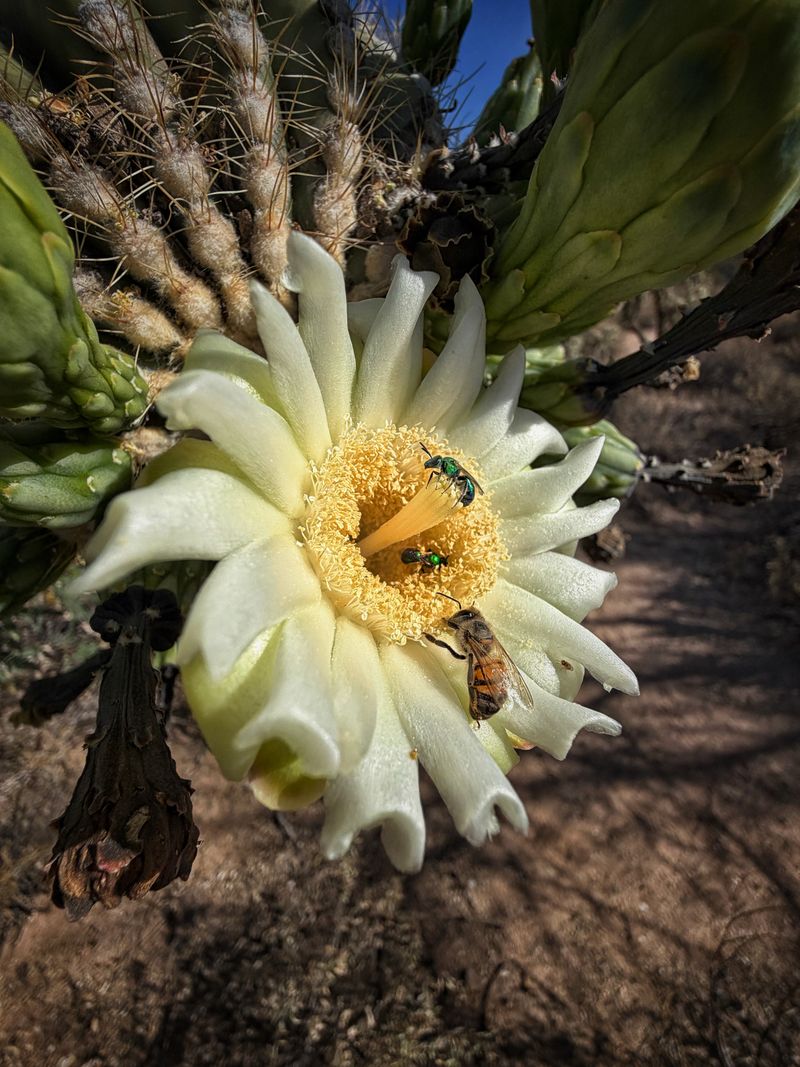 104°F Is Not a Universal Foraging Cutoff