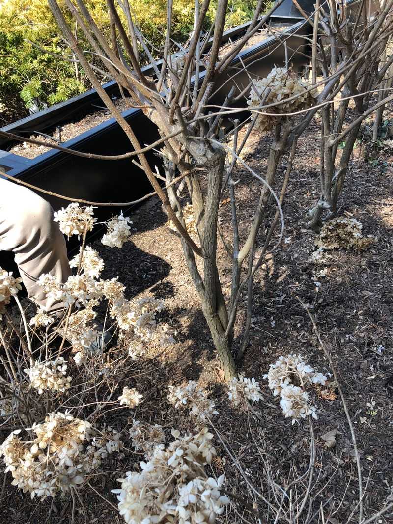 2. Clean Up Smooth Hydrangeas Before Winter