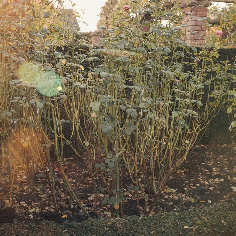 3. Tidy Shrub Roses For Stronger Growth