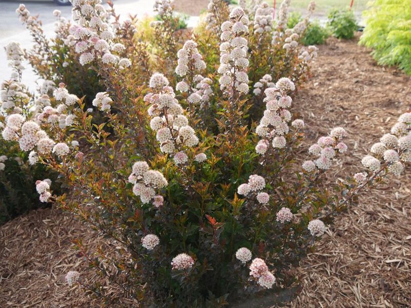 4. Thin Ninebark For A Healthier Look