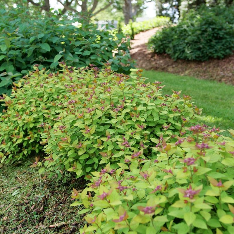5. Trim Summer Spirea For Fresh Blooms