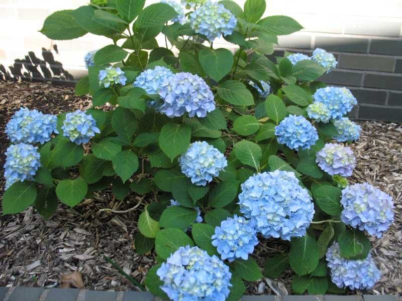 8. Protect Bigleaf Hydrangeas This Fall