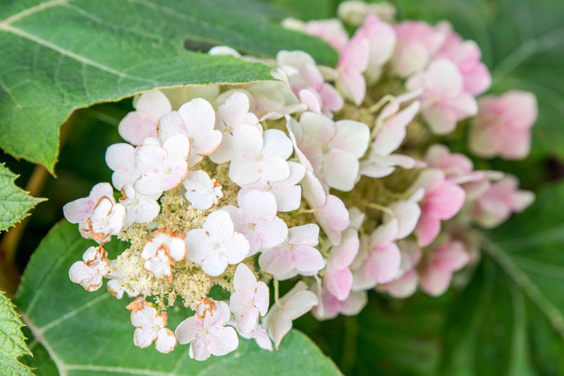 9. Skip Oakleaf Hydrangea Pruning Now