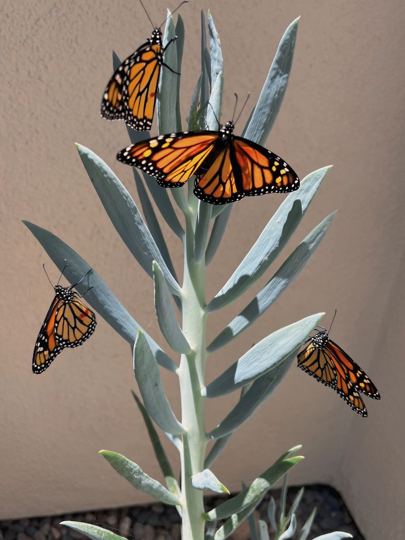 A 2,000-Mile Trip Made By An Insect Lighter Than A Paperclip