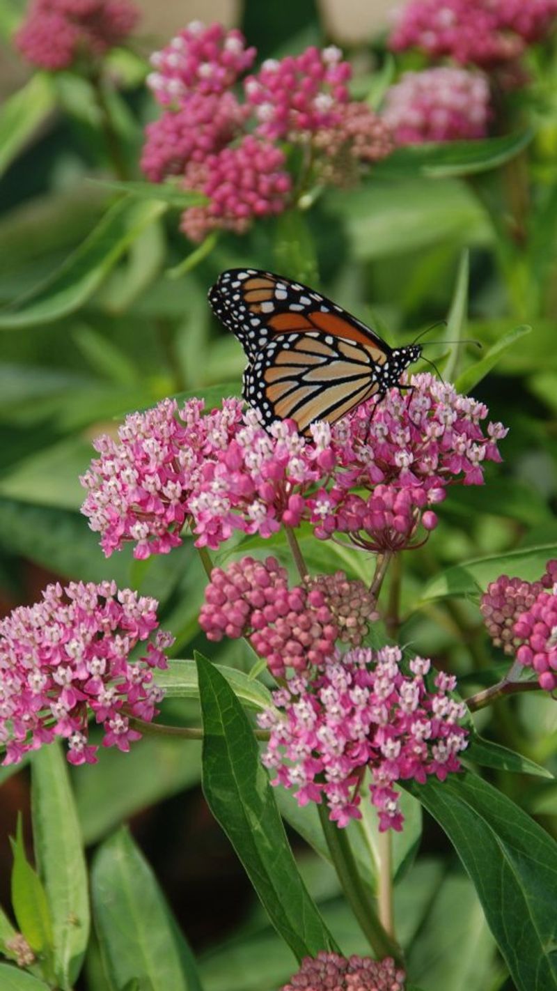 A Backyard Buzzing With Butterflies Next Summer A Backyard Buzzing With Butterflies Next Summer