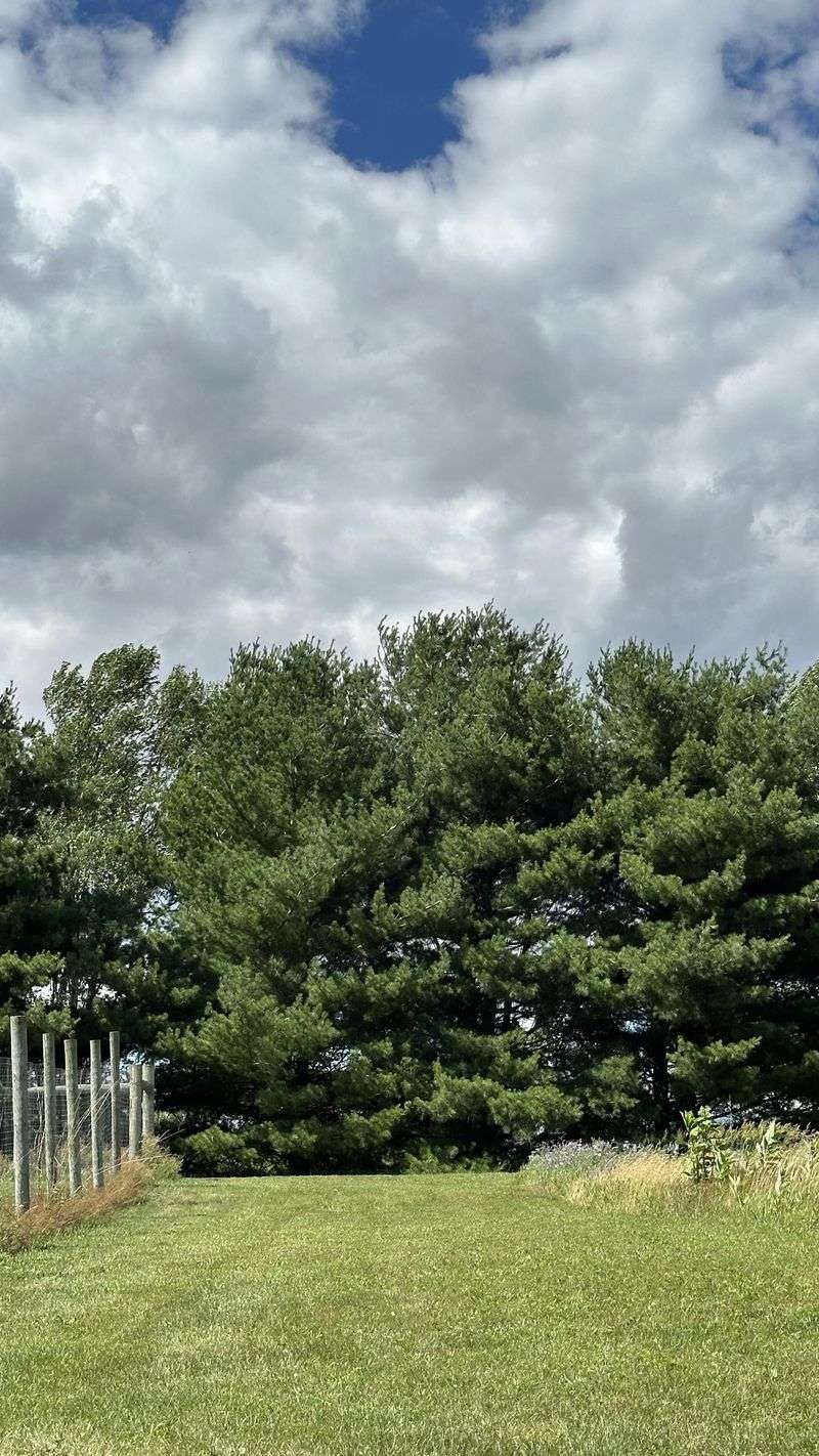 A Bare Yard Slowly Starts Feeling Like A Retreat