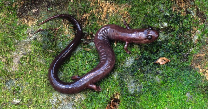 A Big Salamander With Forest Colors A Big Salamander With Forest Colors