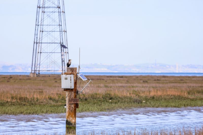 A Bird Count That Has Run Since 1972 A Bird Count That Has Run Since 1972