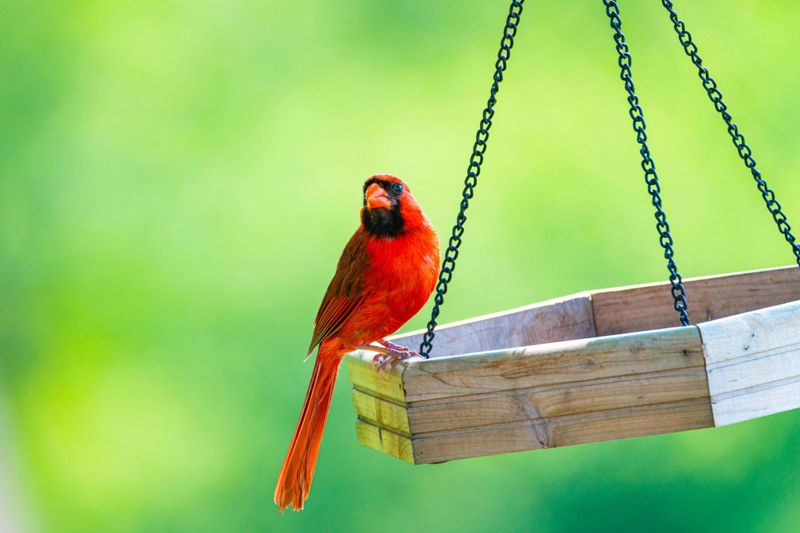 A Bird Feeder May Be Bringing Them Back
