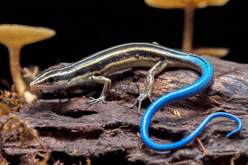 A Blue Tail Does Not Identify an Arizona Lizard A Blue Tail Does Not Identify an Arizona Lizard