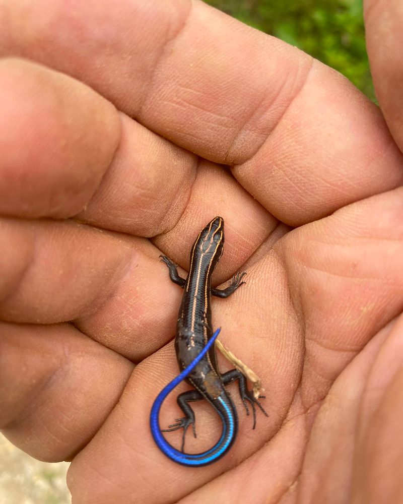 A Blue Tail Is Not A Sign Of A Dangerous Animal A Blue Tail Is Not A Sign Of A Dangerous Animal