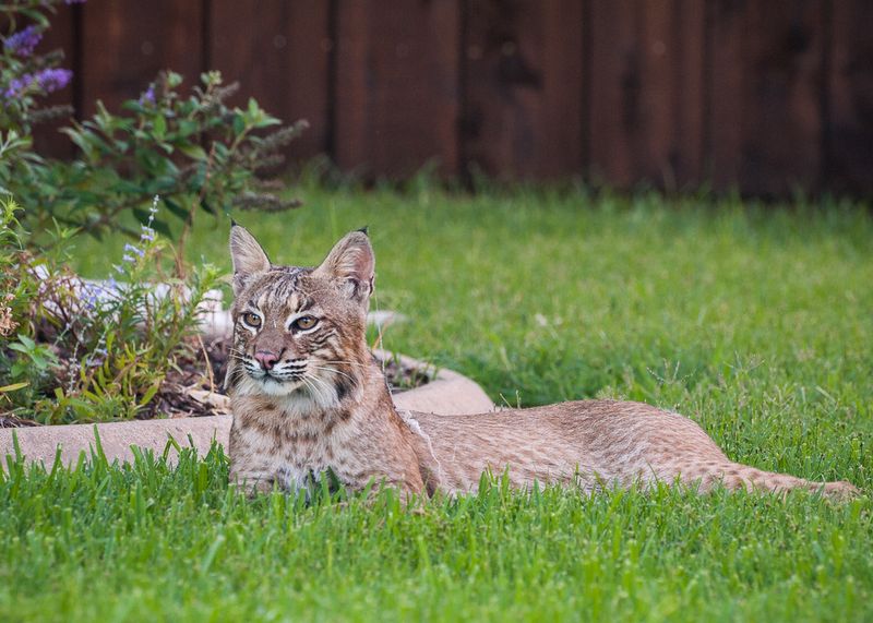 A Bobcat In Your Yard Usually Isn’t A Sign Of Danger