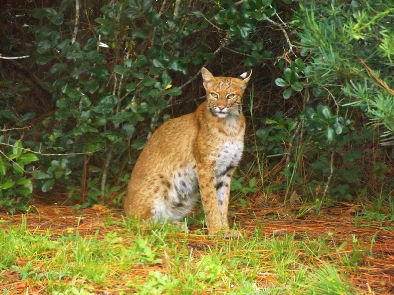 A Bobcat Sighting Can Reveal A Hidden Wildlife Highway
