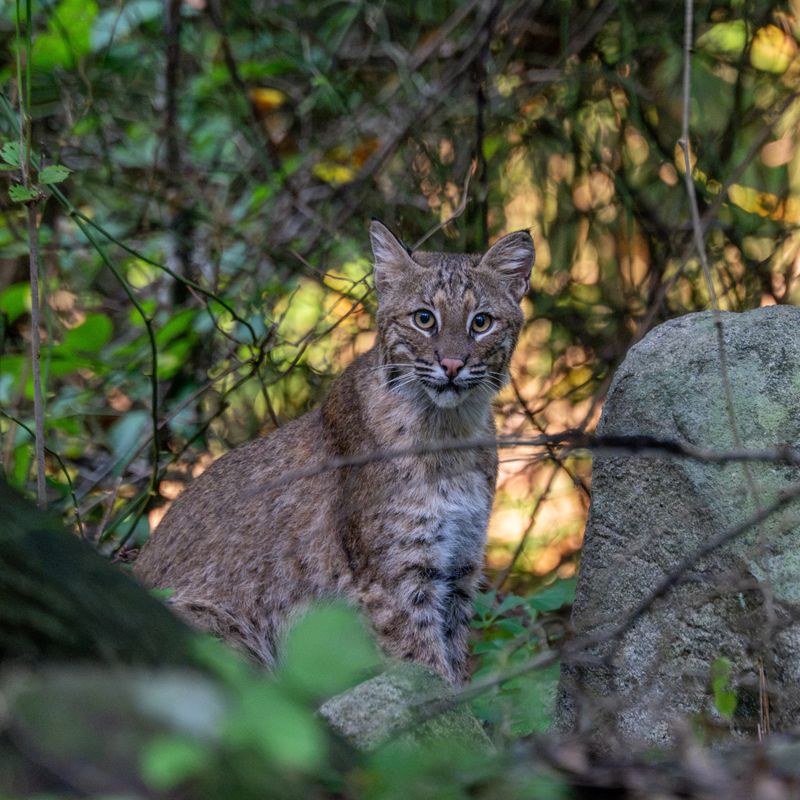 A Bobcat Visit Means Your Yard Is Part Of Its Territory