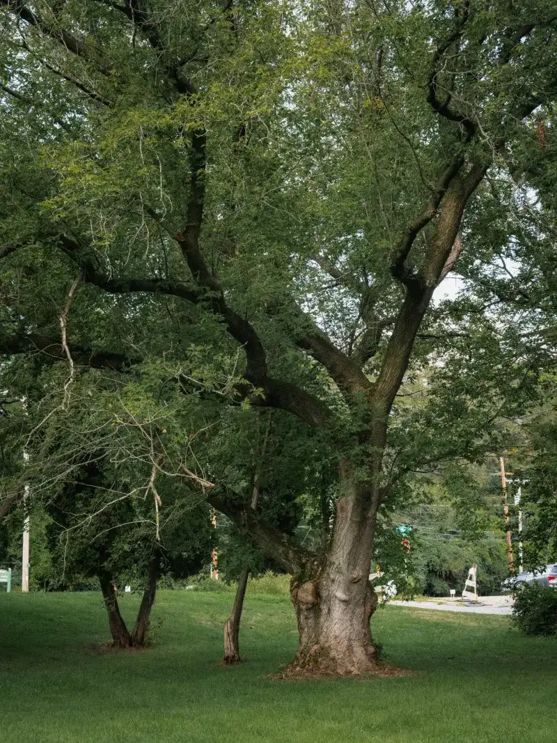 A Boxelder Tree Is Probably Growing Within A Block