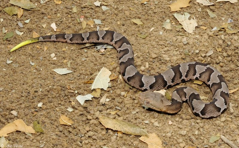 A Bright Yellow Tail Can Help Identify A Young Copperhead A Bright Yellow Tail Can Help Identify A Young Copperhead