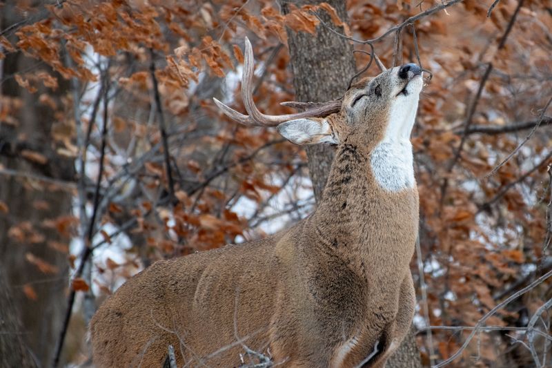 A Buck Marking His Territory Before The Rut