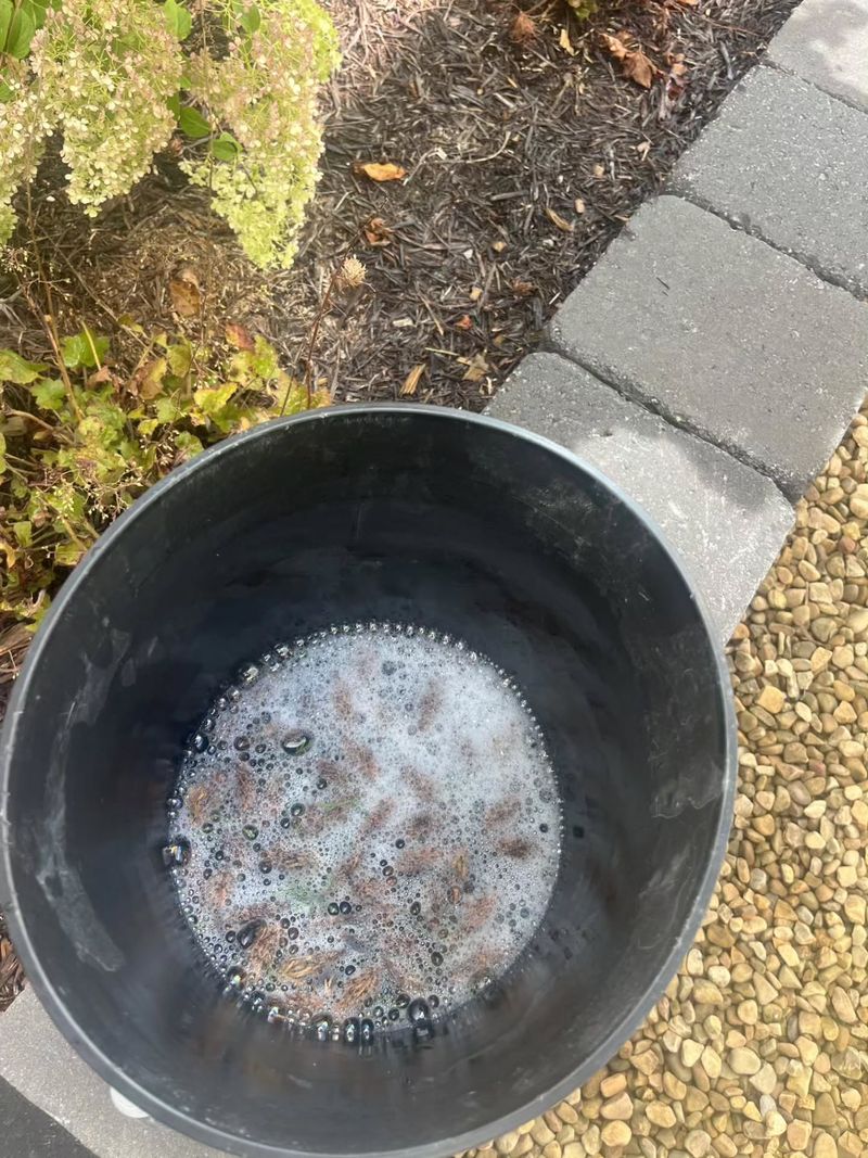 A Bucket Of Soapy Water Beats Any Spray This Fall A Bucket Of Soapy Water Beats Any Spray This Fall