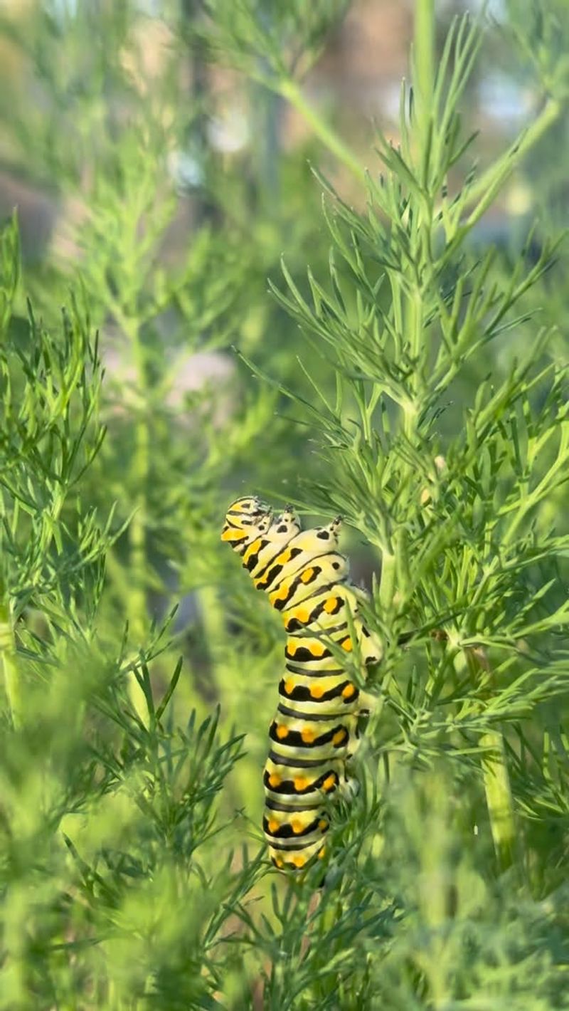 A Buffet For Swallowtail Butterflies A Buffet For Swallowtail Butterflies