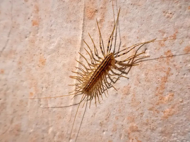 A Buffet Sign For Spiders And Centipedes