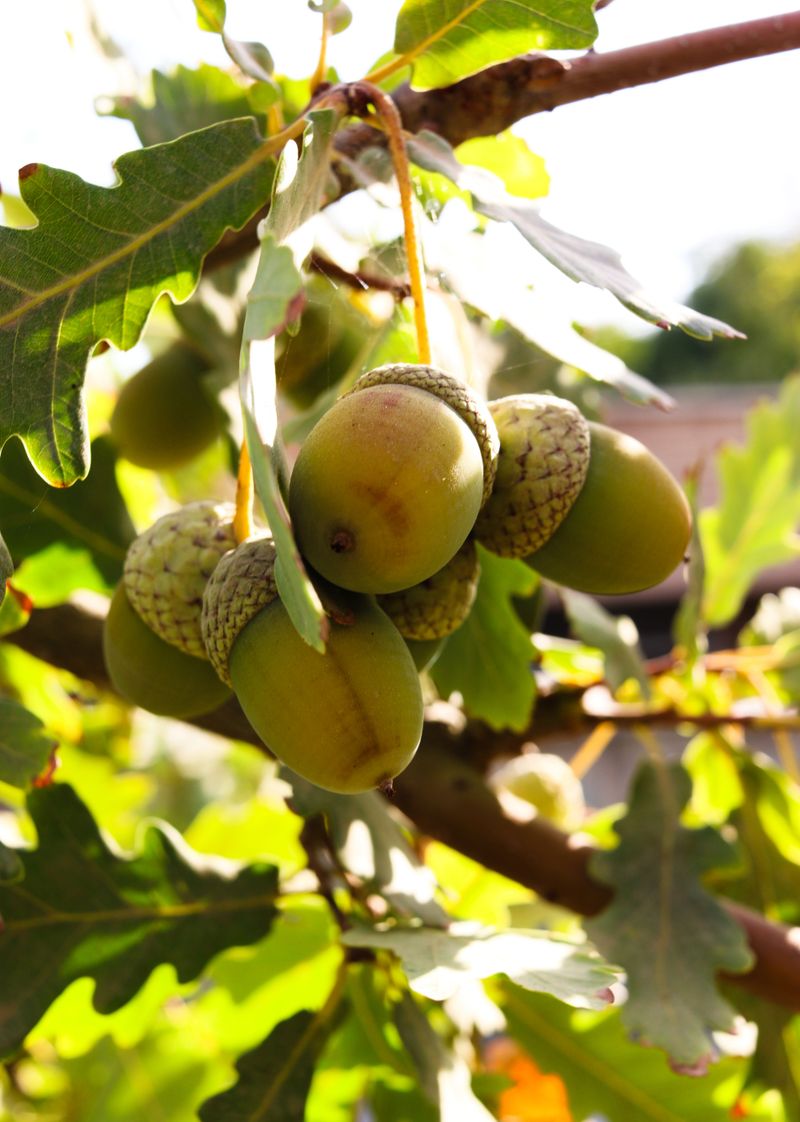 A Bumper Acorn Crop Set The Table Two Years Ago A Bumper Acorn Crop Set The Table Two Years Ago