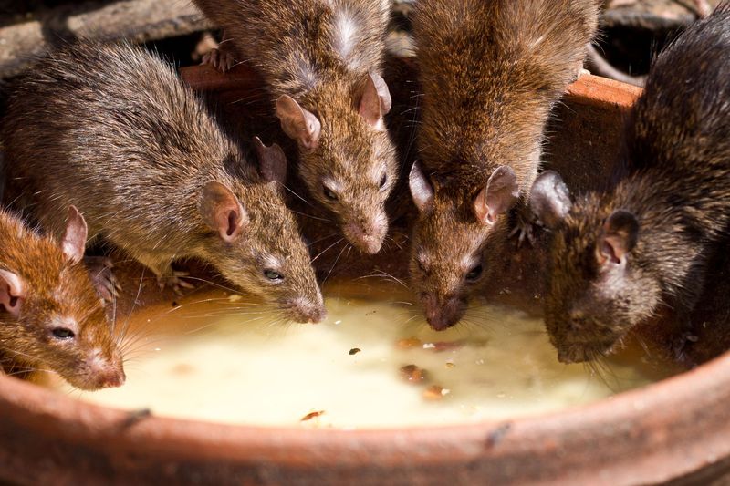 A Busy Rodent Crowd Around The House A Busy Rodent Crowd Around The House