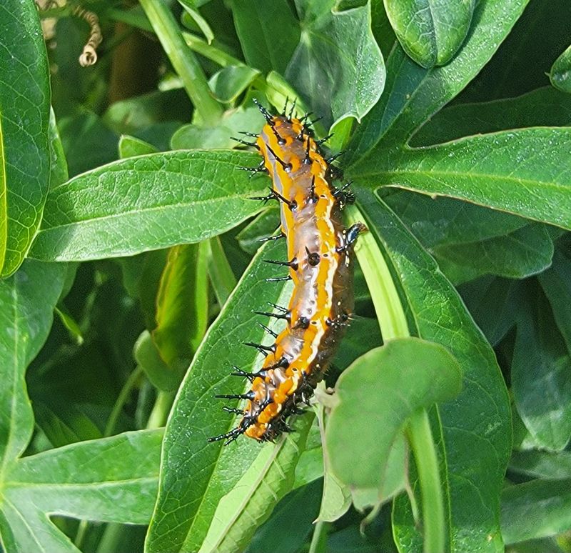 A Chrysalis Hiding In Plain Sight A Chrysalis Hiding In Plain Sight